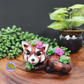 Koda - Red Panda and Succulents