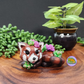 Koda - Red Panda and Succulents