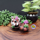 Koda - Red Panda and Succulents