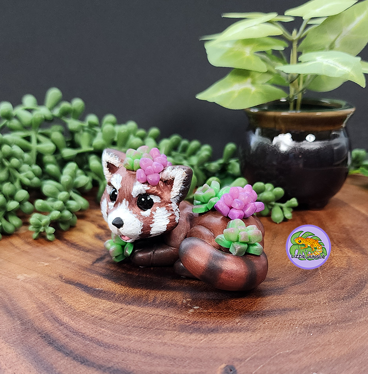 Koda - Red Panda and Succulents