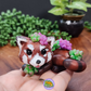 Koda - Red Panda and Succulents