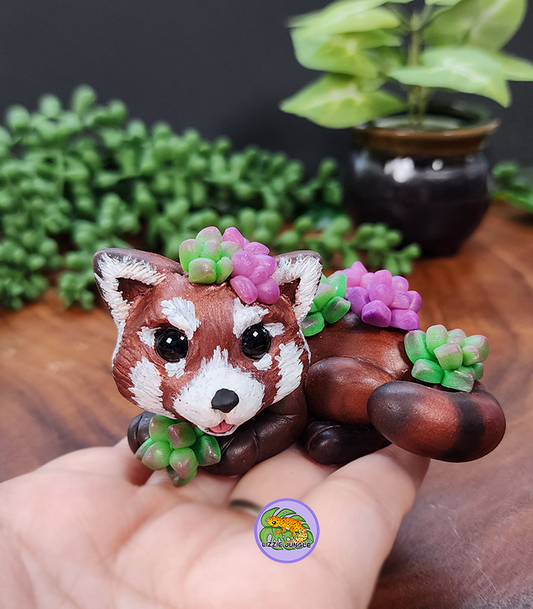 Koda - Red Panda and Succulents