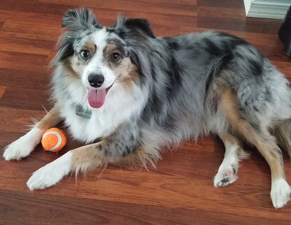 Harvey - Mini Aussie who loves to play and entertain