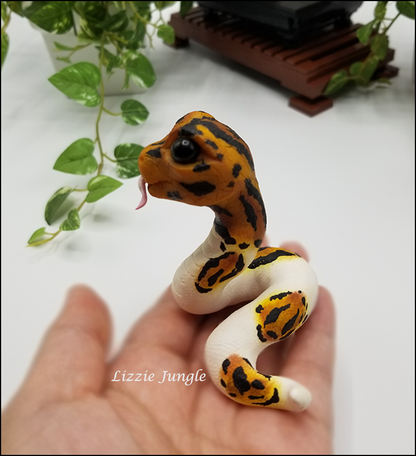 Ophelia - Pied Ball Python