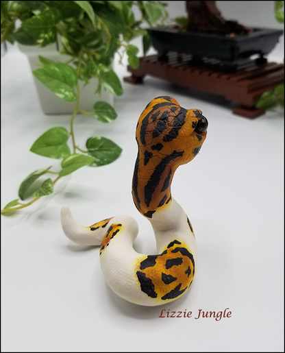 Ophelia - Pied Ball Python