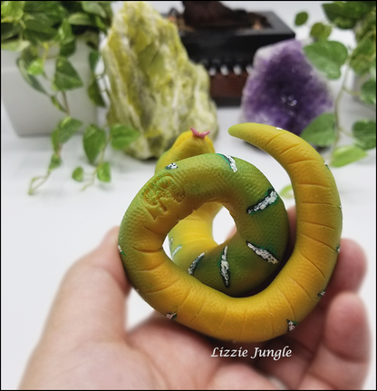 Mobius - Emerald Green Tree Python