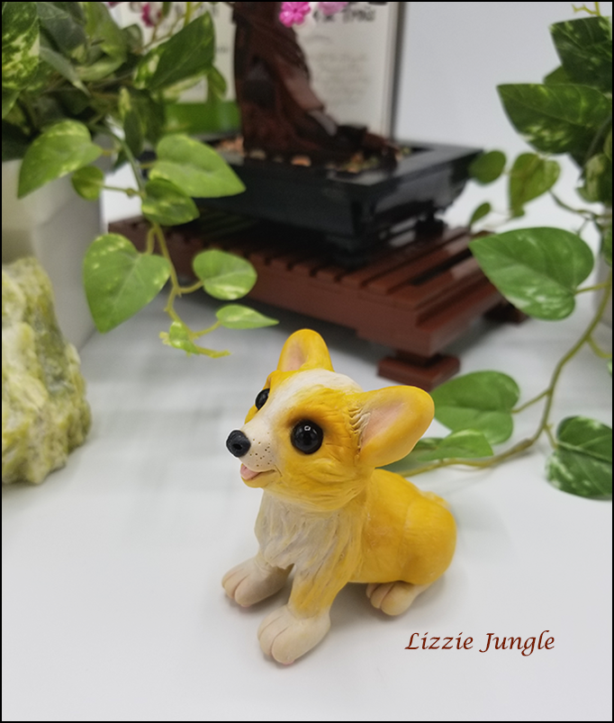 Kayla - Corgi Puppy