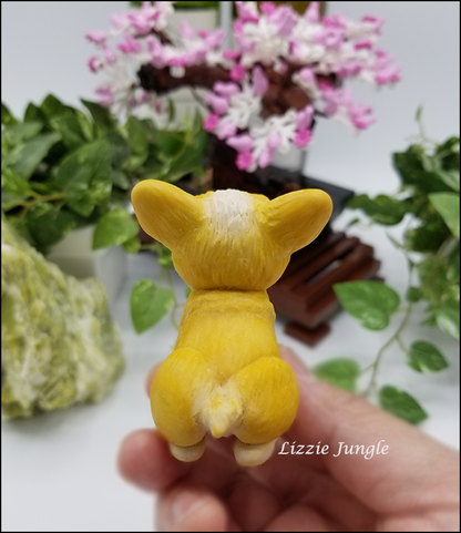 Kayla - Corgi Puppy